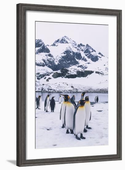 King Penguins-DLILLC-Framed Photographic Print