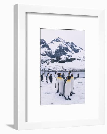 King Penguins-DLILLC-Framed Photographic Print