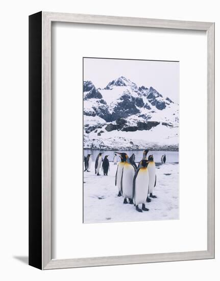 King Penguins-DLILLC-Framed Photographic Print