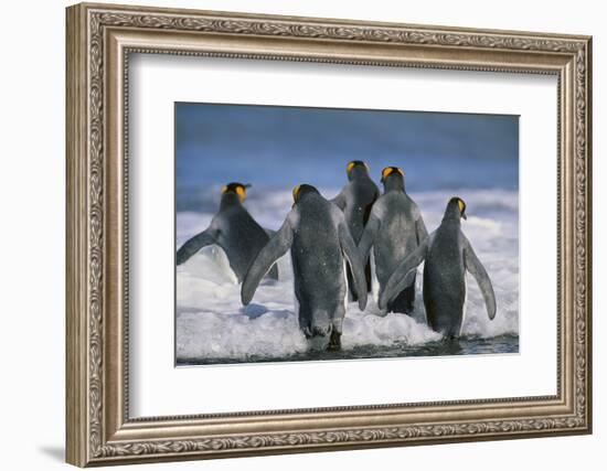 King Penguins-DLILLC-Framed Photographic Print