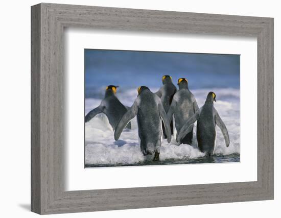 King Penguins-DLILLC-Framed Photographic Print