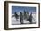 King Penguins-DLILLC-Framed Photographic Print