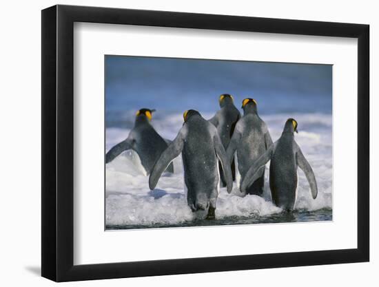 King Penguins-DLILLC-Framed Photographic Print