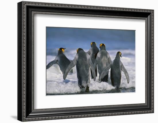 King Penguins-DLILLC-Framed Photographic Print