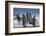 King Penguins-DLILLC-Framed Photographic Print