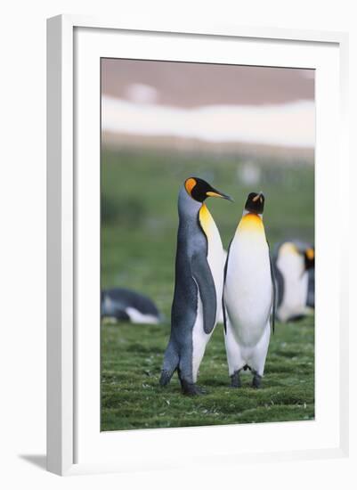 King Penguins-DLILLC-Framed Photographic Print