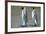 King Penguins-DLILLC-Framed Photographic Print