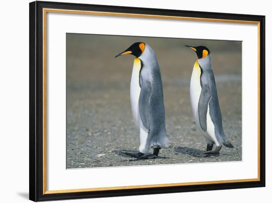 King Penguins-DLILLC-Framed Photographic Print