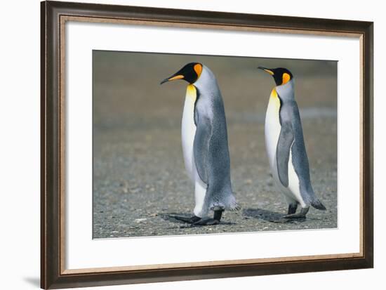 King Penguins-DLILLC-Framed Photographic Print