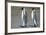 King Penguins-DLILLC-Framed Photographic Print