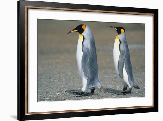 King Penguins-DLILLC-Framed Photographic Print