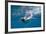 King Penguins-DLILLC-Framed Photographic Print