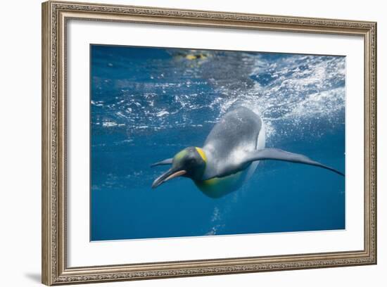 King Penguins-DLILLC-Framed Photographic Print