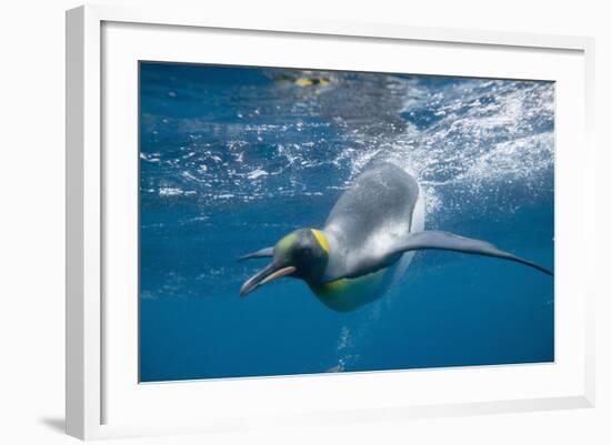 King Penguins-DLILLC-Framed Photographic Print