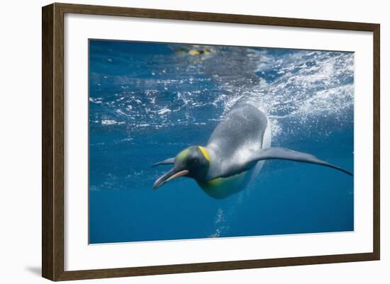 King Penguins-DLILLC-Framed Photographic Print