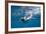 King Penguins-DLILLC-Framed Photographic Print