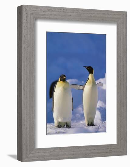 King Penguins-DLILLC-Framed Photographic Print