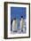 King Penguins-DLILLC-Framed Photographic Print