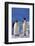 King Penguins-DLILLC-Framed Photographic Print