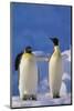 King Penguins-DLILLC-Mounted Photographic Print
