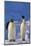 King Penguins-DLILLC-Mounted Photographic Print