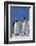 King Penguins-DLILLC-Framed Photographic Print