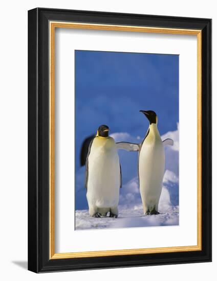 King Penguins-DLILLC-Framed Photographic Print