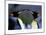 King Penguins-unknown unknown-Mounted Photo