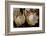 King Protea National Flower Of South Africa-Charles Bowman-Framed Photographic Print