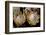 King Protea National Flower Of South Africa-Charles Bowman-Framed Photographic Print