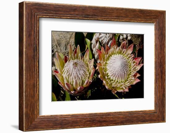 King Protea National Flower Of South Africa-Charles Bowman-Framed Photographic Print