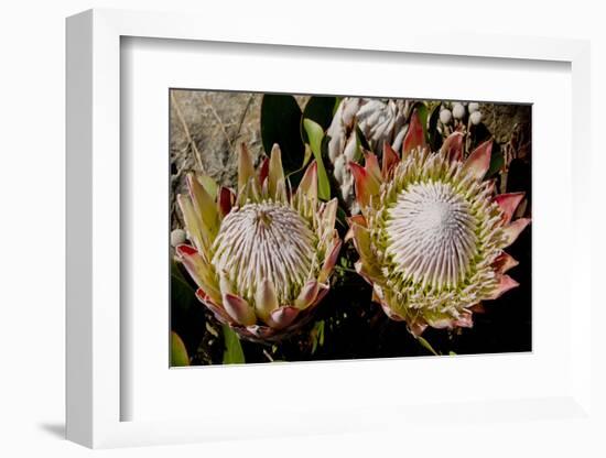 King Protea National Flower Of South Africa-Charles Bowman-Framed Photographic Print