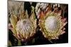 King Protea National Flower Of South Africa-Charles Bowman-Mounted Photographic Print