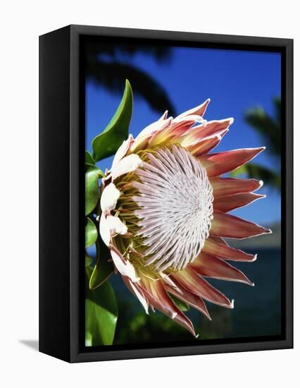 King Protea on Maui-Darrell Gulin-Framed Premier Image Canvas