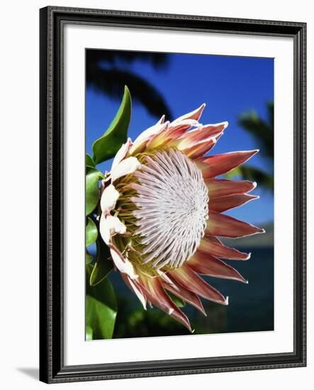 King Protea on Maui-Darrell Gulin-Framed Photographic Print