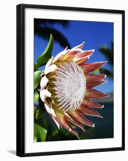 King Protea on Maui-Darrell Gulin-Framed Photographic Print