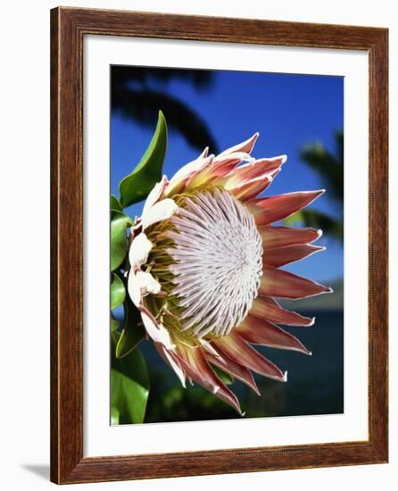 King Protea on Maui-Darrell Gulin-Framed Photographic Print