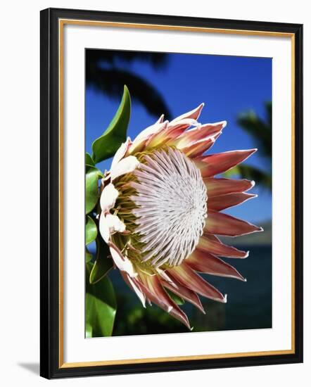 King Protea on Maui-Darrell Gulin-Framed Photographic Print