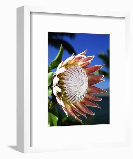 King Protea on Maui-Darrell Gulin-Framed Photographic Print