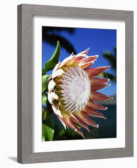 King Protea on Maui-Darrell Gulin-Framed Photographic Print