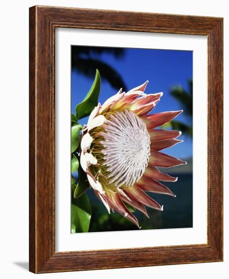 King Protea on Maui-Darrell Gulin-Framed Photographic Print