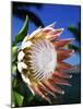 King Protea on Maui-Darrell Gulin-Mounted Photographic Print