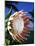 King Protea on Maui-Darrell Gulin-Mounted Photographic Print