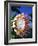 King Protea on Maui-Darrell Gulin-Framed Photographic Print