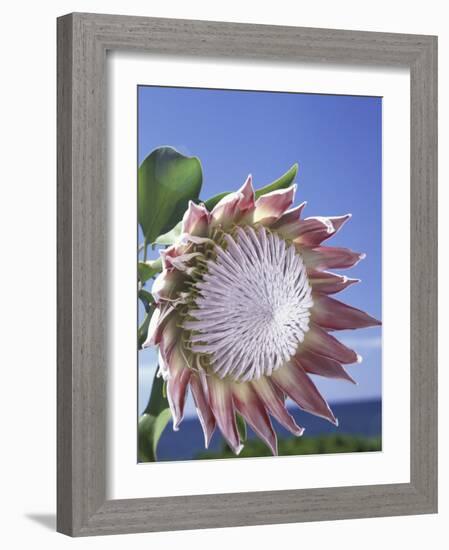 King Protea with Blue Sky, Maui, Hawaii, USA-Darrell Gulin-Framed Photographic Print