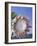 King Protea with Blue Sky, Maui, Hawaii, USA-Darrell Gulin-Framed Photographic Print