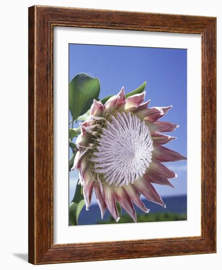 King Protea with Blue Sky, Maui, Hawaii, USA-Darrell Gulin-Framed Photographic Print