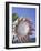 King Protea with Blue Sky, Maui, Hawaii, USA-Darrell Gulin-Framed Photographic Print