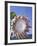 King Protea with Blue Sky, Maui, Hawaii, USA-Darrell Gulin-Framed Photographic Print