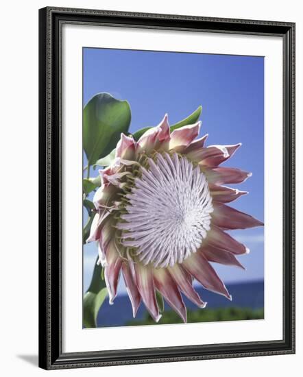 King Protea with Blue Sky, Maui, Hawaii, USA-Darrell Gulin-Framed Photographic Print